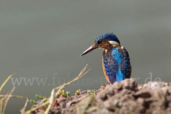 Haubenzwergfischer (Alcedo cristata)