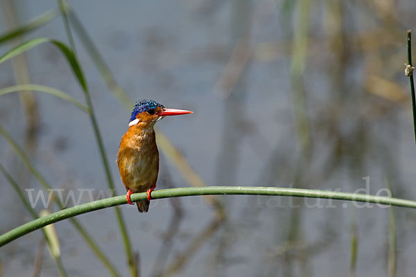 Haubenzwergfischer (Alcedo cristata)