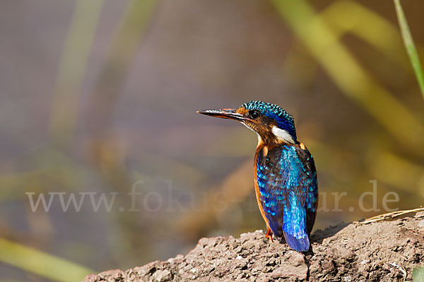 Haubenzwergfischer (Alcedo cristata)