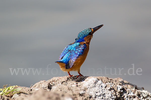 Haubenzwergfischer (Alcedo cristata)