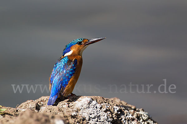 Haubenzwergfischer (Alcedo cristata)