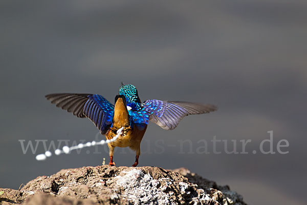 Haubenzwergfischer (Alcedo cristata)