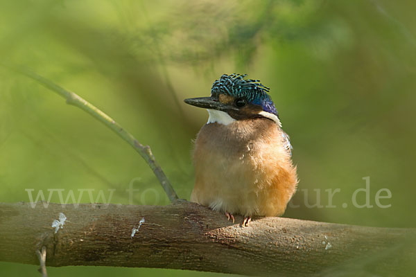 Haubenzwergfischer (Alcedo cristata)