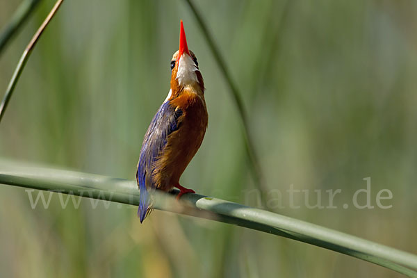 Haubenzwergfischer (Alcedo cristata)