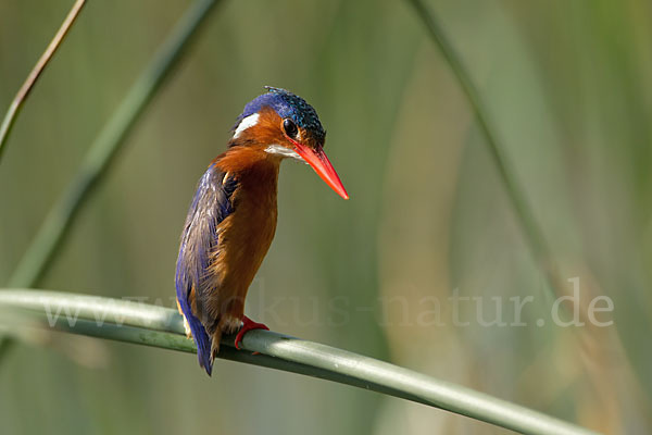 Haubenzwergfischer (Alcedo cristata)