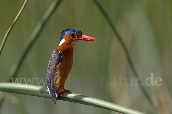 Haubenzwergfischer (Alcedo cristata)