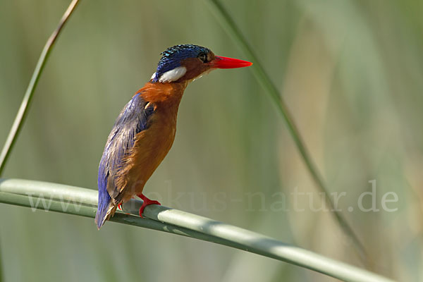 Haubenzwergfischer (Alcedo cristata)