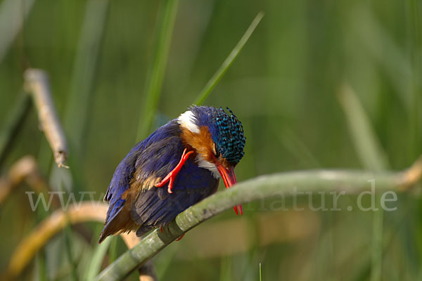 Haubenzwergfischer (Alcedo cristata)