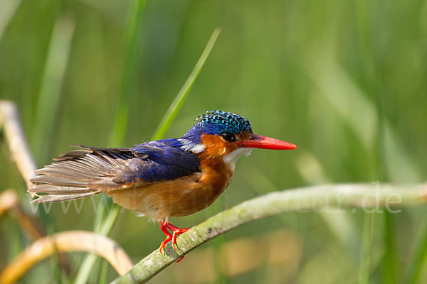 Haubenzwergfischer (Alcedo cristata)