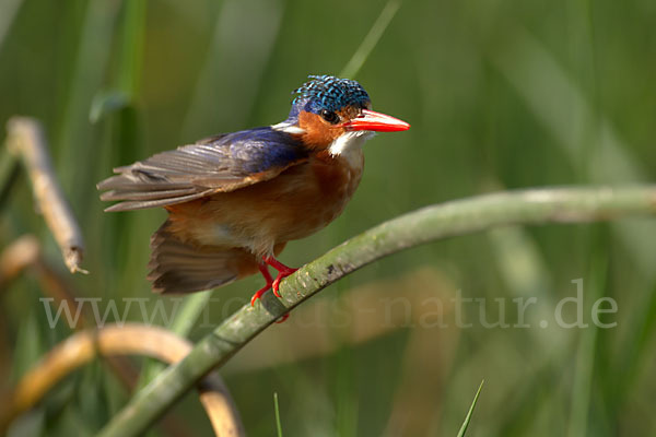 Haubenzwergfischer (Alcedo cristata)