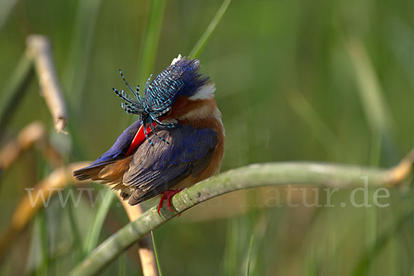 Haubenzwergfischer (Alcedo cristata)