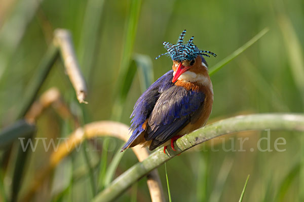 Haubenzwergfischer (Alcedo cristata)