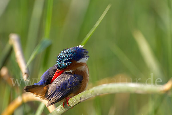 Haubenzwergfischer (Alcedo cristata)