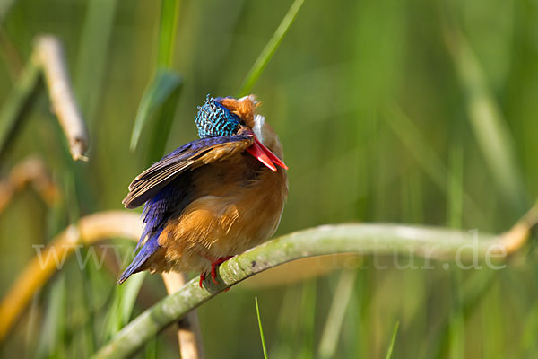 Haubenzwergfischer (Alcedo cristata)