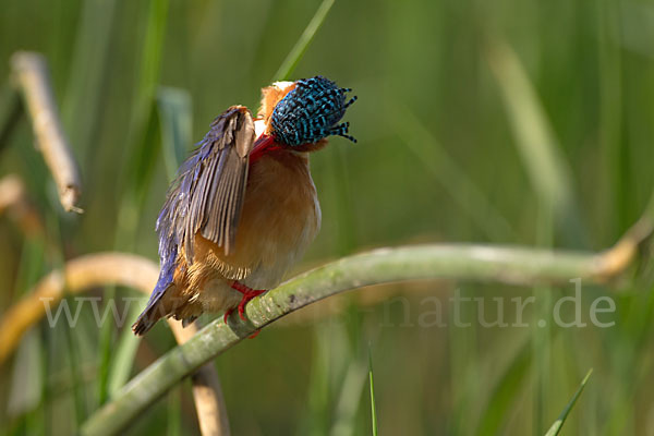 Haubenzwergfischer (Alcedo cristata)