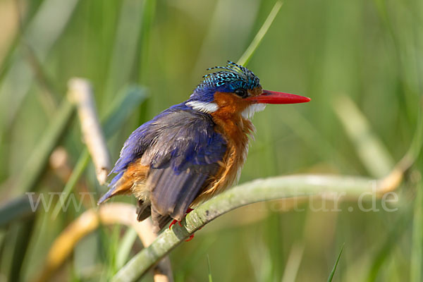 Haubenzwergfischer (Alcedo cristata)