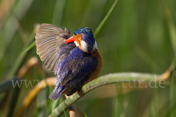 Haubenzwergfischer (Alcedo cristata)