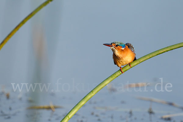 Haubenzwergfischer (Alcedo cristata)