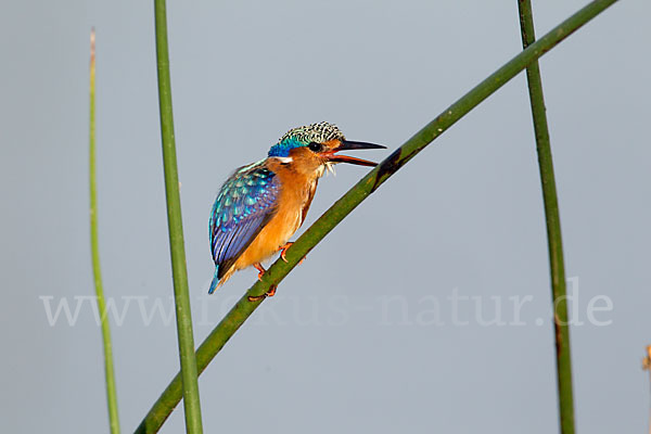 Haubenzwergfischer (Alcedo cristata)