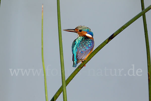 Haubenzwergfischer (Alcedo cristata)