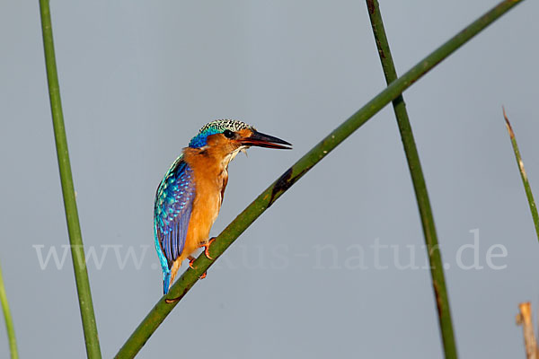 Haubenzwergfischer (Alcedo cristata)