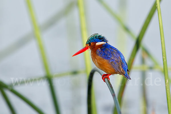 Haubenzwergfischer (Alcedo cristata)