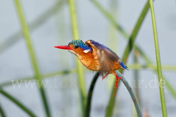 Haubenzwergfischer (Alcedo cristata)