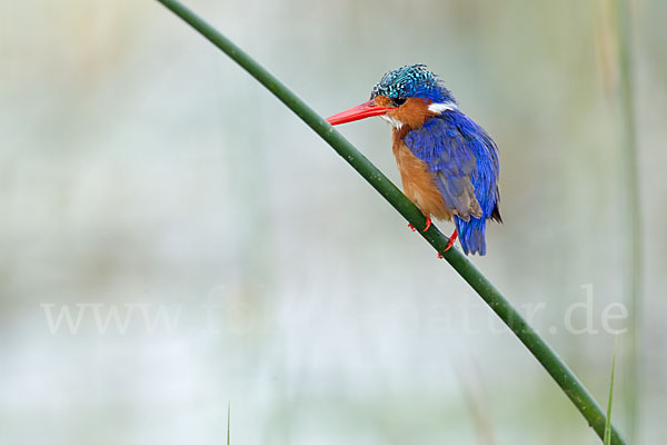 Haubenzwergfischer (Alcedo cristata)