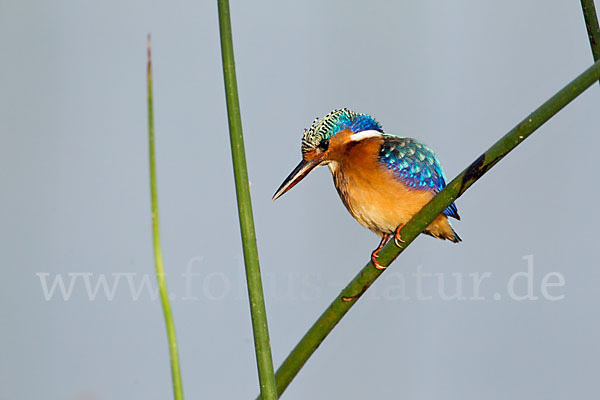 Haubenzwergfischer (Alcedo cristata)