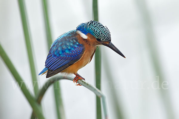 Haubenzwergfischer (Alcedo cristata)