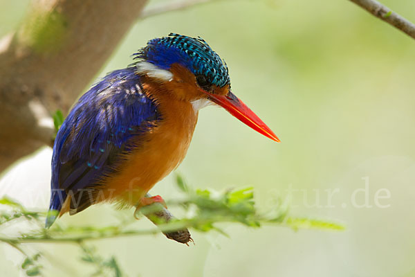 Haubenzwergfischer (Alcedo cristata)