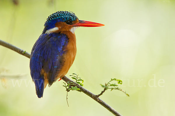 Haubenzwergfischer (Alcedo cristata)