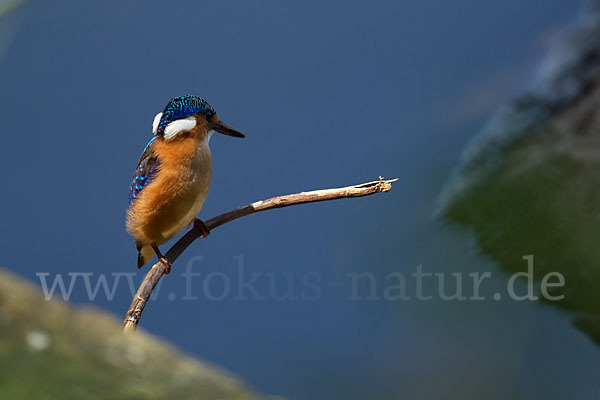 Haubenzwergfischer (Alcedo cristata)