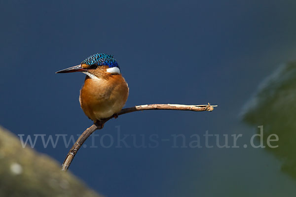 Haubenzwergfischer (Alcedo cristata)