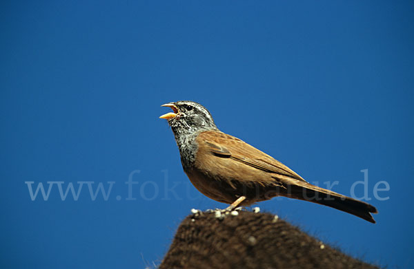 Hausammer (Emberiza striolata)