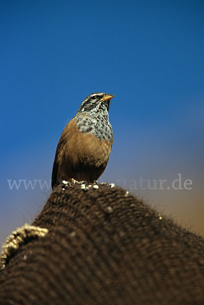 Hausammer (Emberiza striolata)