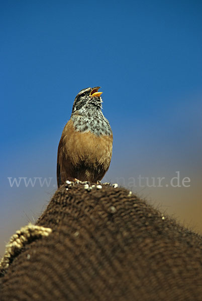 Hausammer (Emberiza striolata)