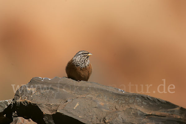 Hausammer (Emberiza striolata)