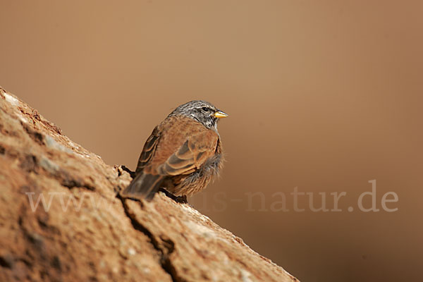 Hausammer (Emberiza striolata)