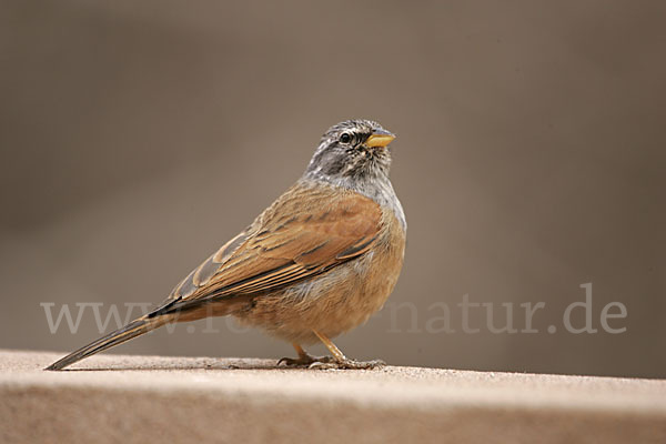 Hausammer (Emberiza striolata)