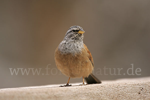 Hausammer (Emberiza striolata)