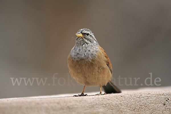 Hausammer (Emberiza striolata)