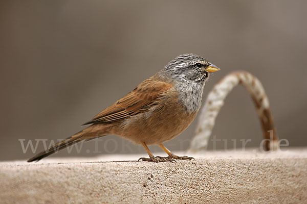 Hausammer (Emberiza striolata)