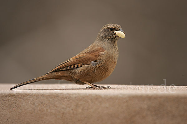 Hausammer (Emberiza striolata)