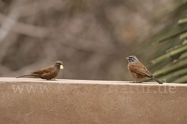 Hausammer (Emberiza striolata)