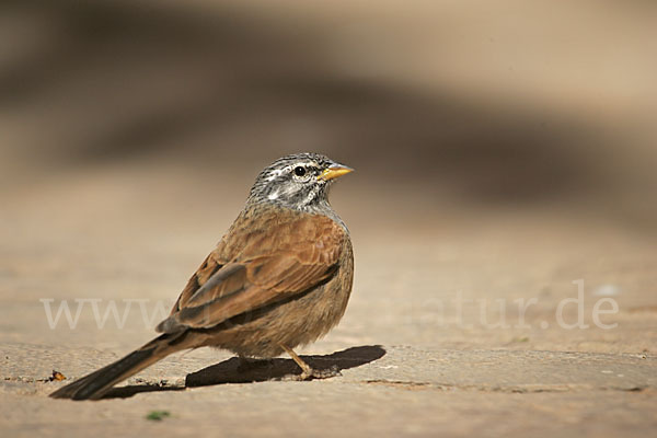 Hausammer (Emberiza striolata)