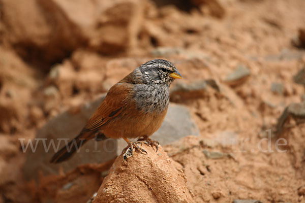 Hausammer (Emberiza striolata)