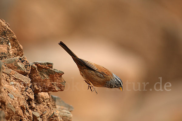 Hausammer (Emberiza striolata)