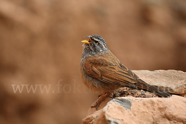 Hausammer (Emberiza striolata)