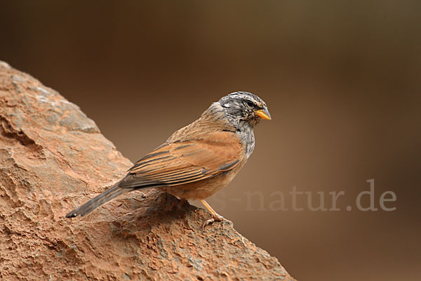 Hausammer (Emberiza striolata)